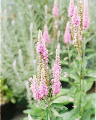 Przetacznik długolistny First Choice