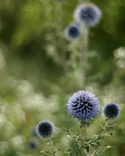 przegorzan-blue-globe-echinops-bannaticus-niebieskie-kuliste-kwiaty-miododajna-bylina-sadzonka-sadzonki-zielona-para-zielonapara