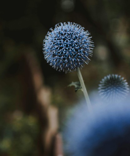 przegorzan-blue-globe-echinops-bannaticus-niebieskie-kuliste-kwiaty-miododajna-bylina-sadzonka-sadzonki-zielona-para-zielonapara