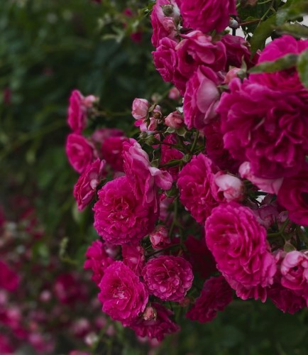róża-orientalna-Rosa-orientalis-zielonapara-zielona-para-sadzonka-0416.jpg