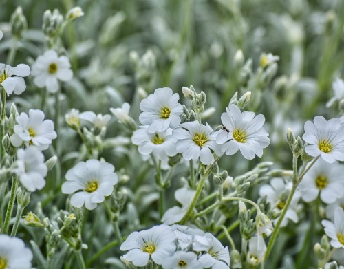 rogownica-kutnerowata-silberteppich-cerastium-tomentosum-srebrzyste-liscie-biale-kwiaty-bylina-okrywowa-sadzonka-sadzonki-zielona-para-zielonapara