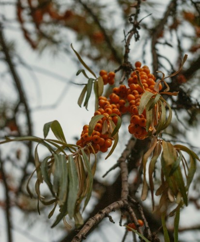 rokitnik-pospolity-hippophae-rhamnoides-nivelena-zielonapara-sadzonka-duza-zdrowa-pomaranczowe-owoce