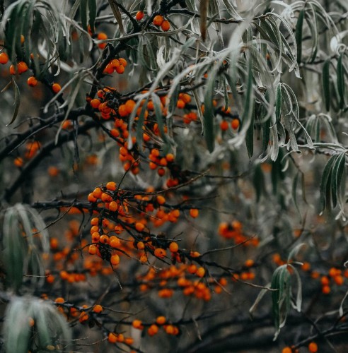 rokitnik-pospolity-hippophae-rhamnoides-nivelena-zielonapara-sadzonka-duza-zdrowa-pomaranczowe-owoce