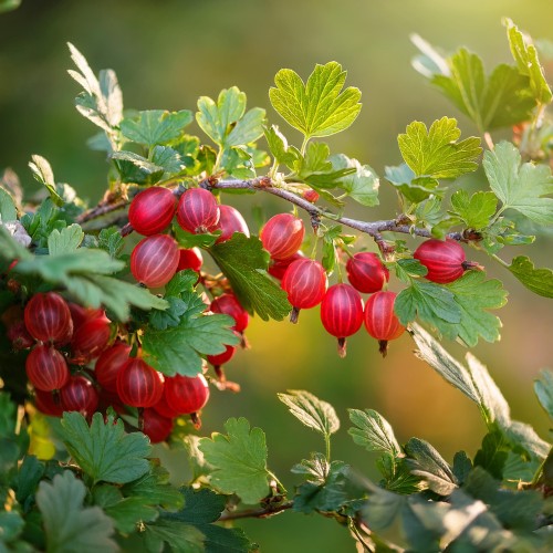 agrest-czerwony-ribes-uva-crispa-siewiernyj-kapitan-zielonapara-sadzonka-duza-zdrowa-jadalne-owoce