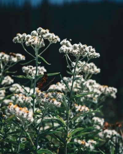 anafalis-perlowy-anaphalis-margaritacea-zielonapara-sadzonka-duza-zdrowa-biale-kwiaty