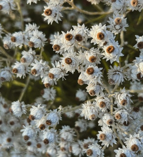 anafalis-perlowy-anaphalis-margaritacea-zielonapara-sadzonka-duza-zdrowa-biale-kwiaty