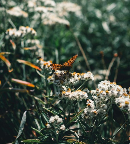 anafalis-perlowy-anaphalis-margaritacea-sommerschnee-zielonapara-sadzonka-duza-zdrowa-biale-kwiaty