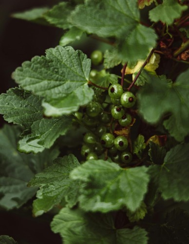 agrest-ribes-uva-crispa-mucurines-zielonapara-sadzonka-duza-zdrowa-jadalne-owoce