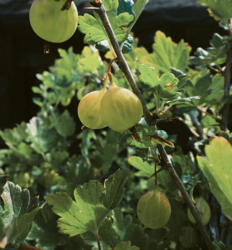 agrest-krzaczasty-bialy-ribes-uva-crispa-kopany-z-gruntu-zielonapara-sadzonka-duza-zdrowa-jadalne-owoce