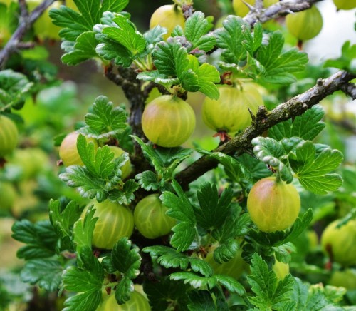 agrest-krzaczasty-bialy-ribes-uva-crispa-szczepiony-na-pniu-kopany-z-gruntu-zielonapara-sadzonka-duza-zdrowa-jadalne-owoce