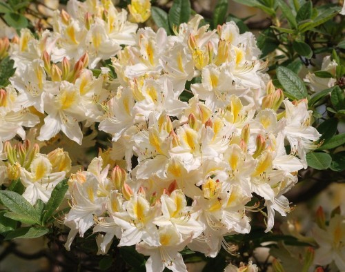 azalia-wielkokwiatowa-rhododendron-luteum-northern-hi-zielonapara-sadzonka-duza-zdrowa-czerwono-zolte-kwiaty