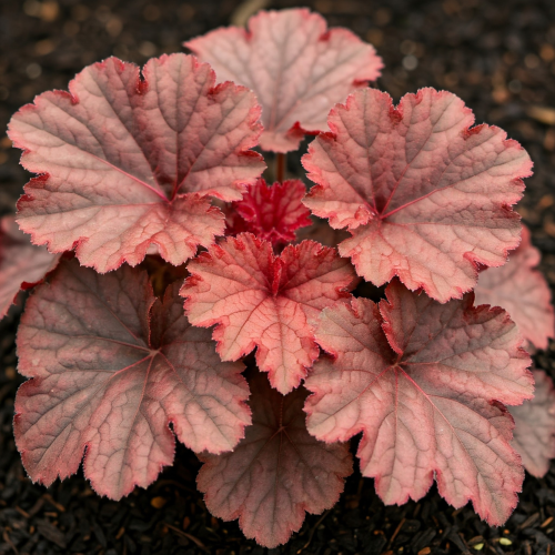 Żurawka Forever Red 