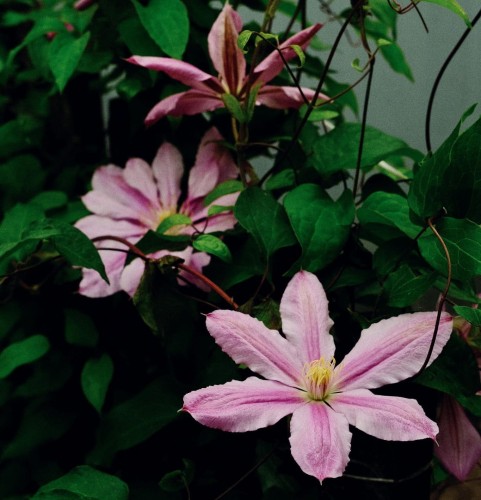 Powojnik Clematis Little Marmaid