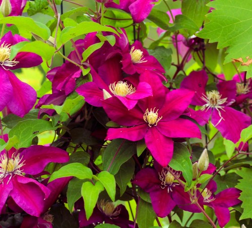 Powojnik Westerplatte (Clematis)