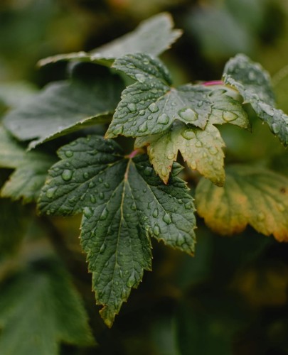porzeczka-Ribes-Ribes-zielonapara-zielona-para-sadzonka-0761.jpg