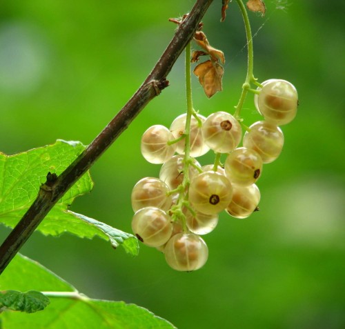 Porzeczki – kategoria