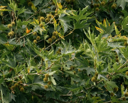 platan-klonolistny-Platanus-acerifolia-zielonapara-zielona-para-sadzonka-0272.jpg