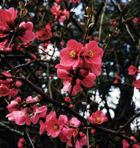 pigwowiec-Chaenomeles -zielonapara-sadzonka-.jpg