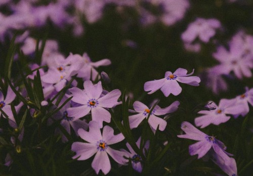 Floks szydlasty Blue Violet