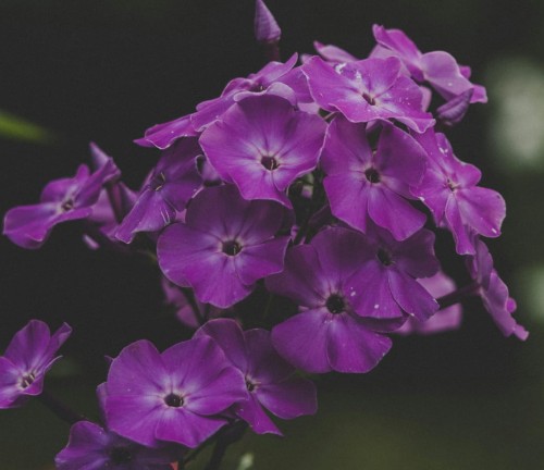 Płomyk floks szydlasty  Samson