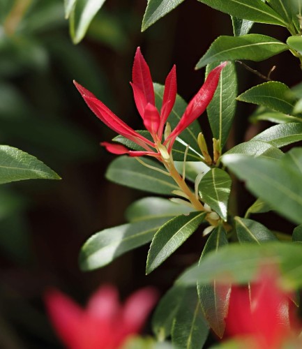 Pieris japoński Red Mill C4
