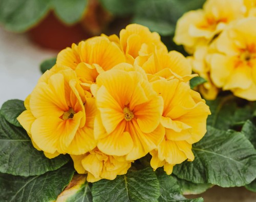 pierwiosnek-Primula-Primula-zielonapara-zielona-para-sadzonka-0753.jpg