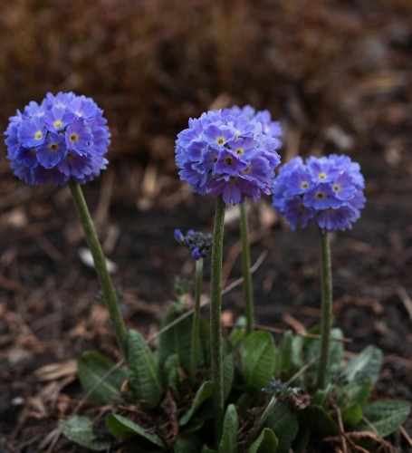 pierwiosnek-Primula-Primula-zielonapara-zielona-para-sadzonka-0753.jpg