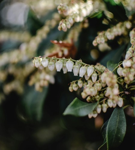 Pieris japoński Prelude C4