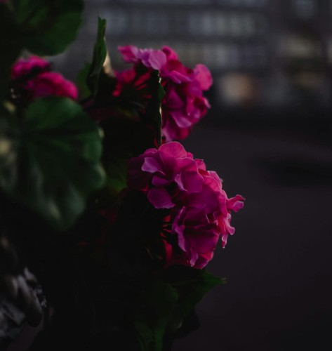 pelargonia