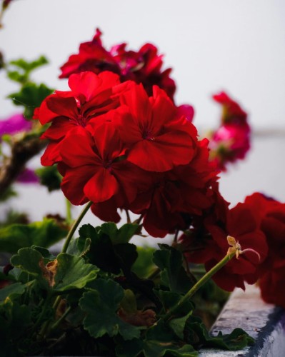 Pelargonia rabatowa