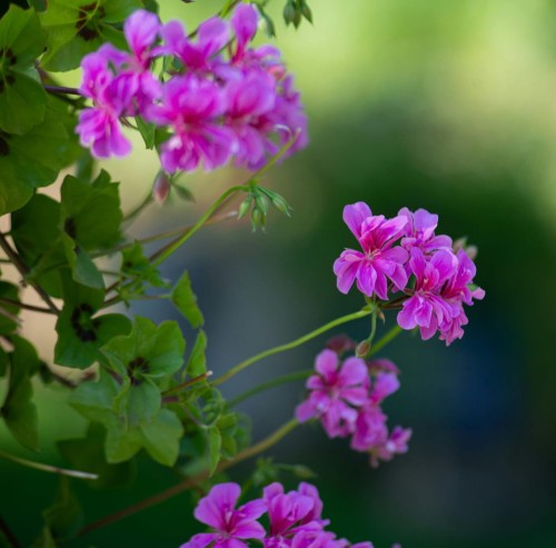 Pelargonia zwisająca 