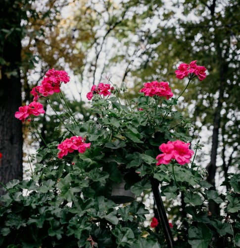 Pelargonia zwisająca