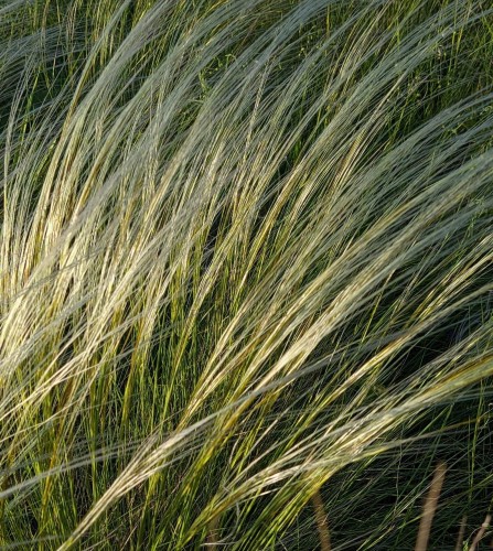 ostnica-Pony-Tails-Stipa-pennata-Pony-Tails-zielonapara-zielona-para-sadzonka-0608.jpg
