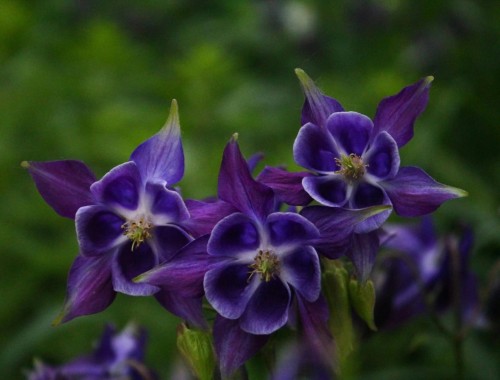 orlik-pospolity-aquilegia-vulgaris-delikatne-kwiaty-rabata-polcien-bylina-sadzonka-sadzonki-zielona-para-zielonapara
