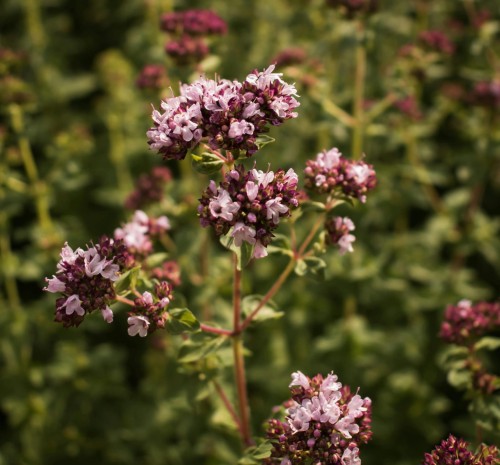 oregano-miniaturowe-compactum-origanum-vulgare-compactum-zageszczony-pokroj-aromatyczna-bylina-zioło-sadzonka-sadzonki-zielona-para-zielonapara