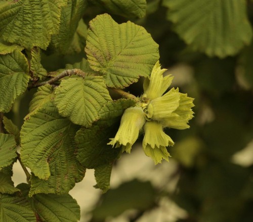 orzech-laskowy-leszczyna-corylus-avellana-jadalne-owoce-krzew-owocowy-do-ogrodu-sadzonka-sadzonki-zielona-para-zielonapara