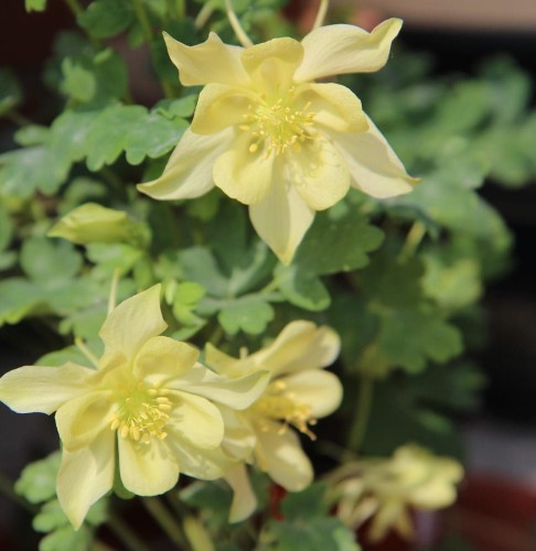 orlik-blekitny-spring-magic-yellow-aquilegia-caerulea-zolte-kwiaty-kompaktowa-bylina-wczesne-kwitnienie-sadzonka-sadzonki-zielona-para-zielonapara