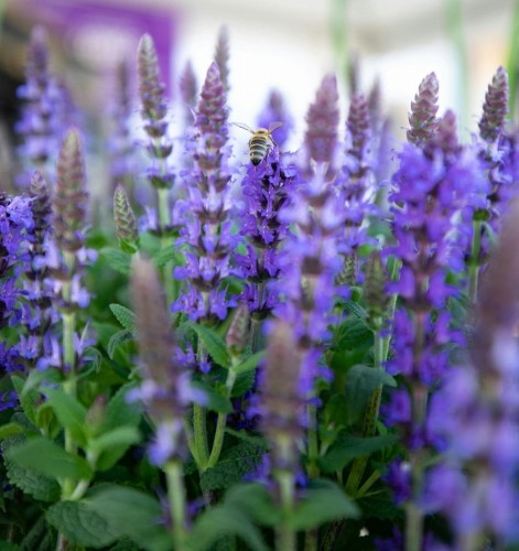 szalwia-omszona-salute-iceblue-salvia-nemorosa-jasnoniebieskie-kwiaty-kompaktowa-sadzonka-sadzonki-zielona-para-zielonapara