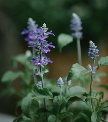 szalwia-omszona-salute-deep-blue-salvia-nemorosa-glebokoniebieskie-kwiaty-kompaktowa-sadzonka-sadzonki-zielona-para-zielonapara