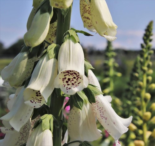 naparstnica-purpurowa-digitalis-purpurea-zielonapara-sadzonka-duza-zdrowa-fioletowe-kielichy.jpg
