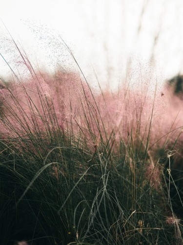 muhlenbergia-capillaris-muhlenbergia-różowe-kwiatostany-ozdobna-trawa-efekt-chmurki-sadzonka-sadzonki-zielona-para-zielonapara