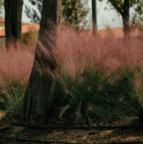 Muhlenbergia