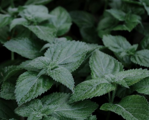 melisa-lekarska-melissa-officinalis-aromatyczne-liscie-roslina-lecznicza-i-miododajna-sadzonka-sadzonki-zielona-para-zielonapara