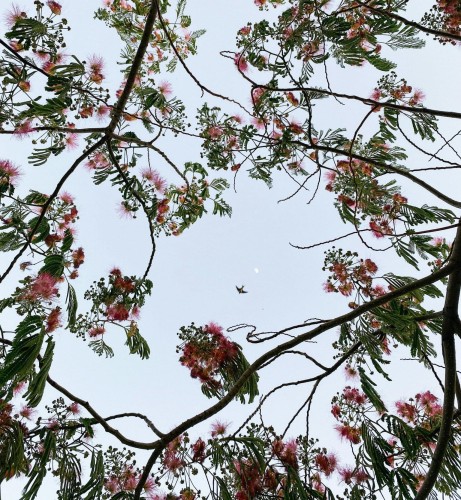 albicja-jedwabista-albizia-julibrissin-zielonapara-sadzonka-duza-zdrowa-rozowe-puszyste-kwiaty