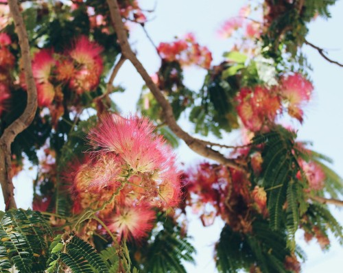 albicja-jedwabista-albizia-julibrissin-zielonapara-sadzonka-duza-zdrowa-rozowe-puszyste-kwiaty