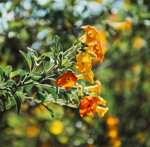milin-amerykanski-judy-campsis-radicans-ursynow-pnacze-sadzonka-zielona-para.jpg