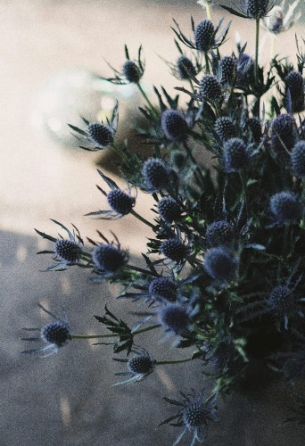 mikolajek-plaskolistny-eryngium-planum-niebieskie-kwiaty-ozdobne-lisciaste-pedy-bylina-miododajna-sadzonka-sadzonki-zielona-para-zielonapara