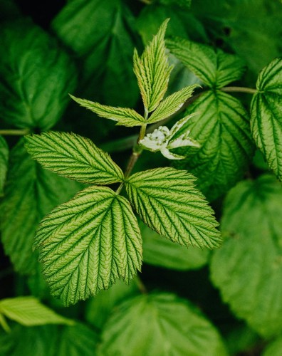 malina-polana-rubus-idaeus-polana-powtarzajace-owocowanie-slodkie-owoce-krzew-owocowy-sadzonka-sadzonki-zielona-para-zielonapara