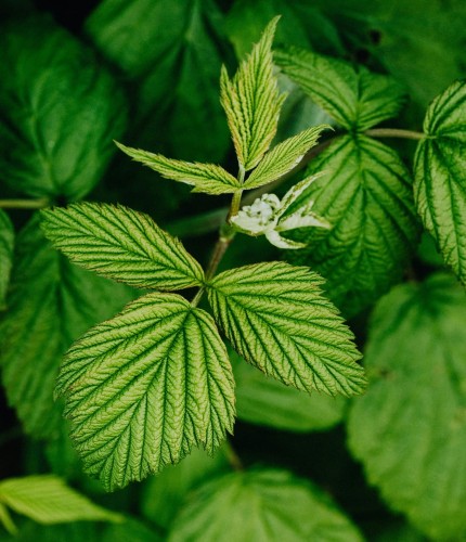 malina-meeker-rubus-idaeus-duze-czerwone-owoce-aromatyczne-odmiana-deserowa-sadzonka-sadzonki-zielona-para-zielonapara