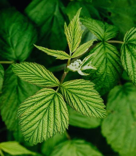 malina-polana-rubus-idaeus-polana-powtarzajace-owocowanie-czerwone-owoce-krzew-owocowy-sadzonka-sadzonki-zielona-para-zielonapara